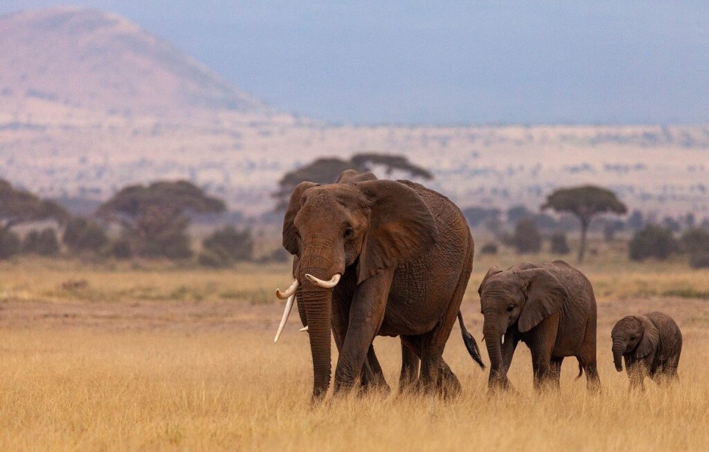 Kenya Where the Wild Meets the Wonder % Kenya 2