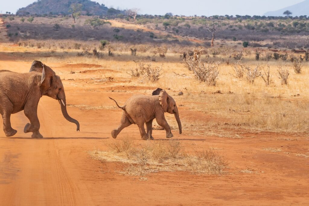 Kenya Where the Wild Meets the Wonder % Kenya 5
