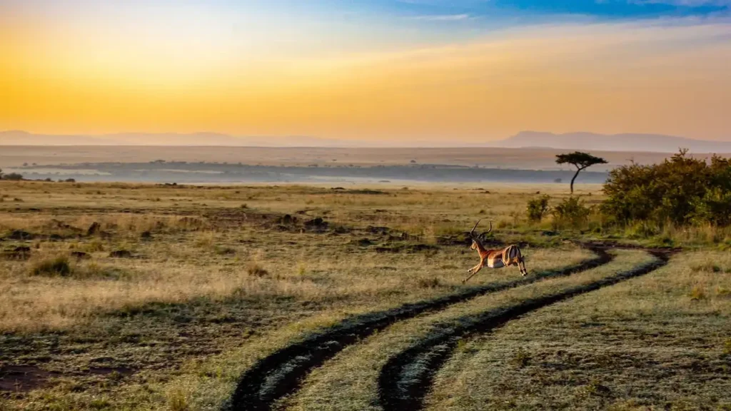 Best International Places to Visit in July 2025 % antelope Kenya